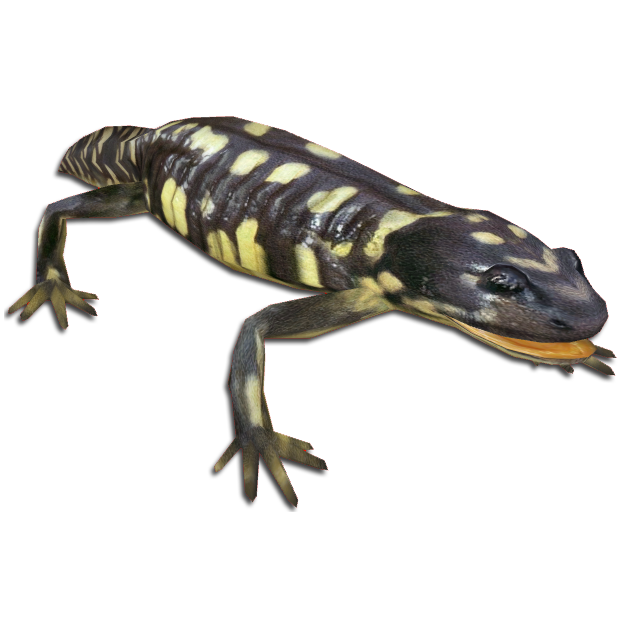 Image - Tiger Salamander (MiBound).png | ZT2 Download Library Wiki