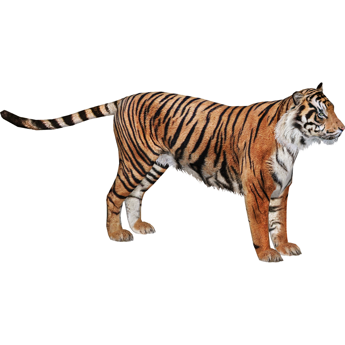Sumatran Tiger - The ZT2 Round Table