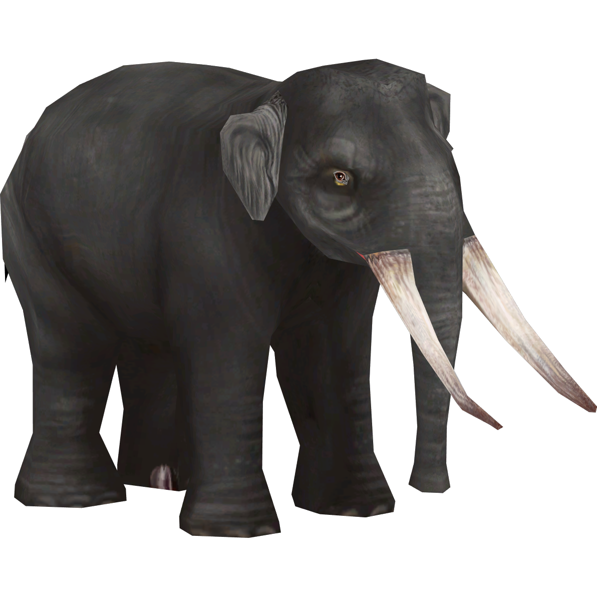 Asian Straight-tusked Elephant (Colonel Swampert & Mjmannella) | ZT2
