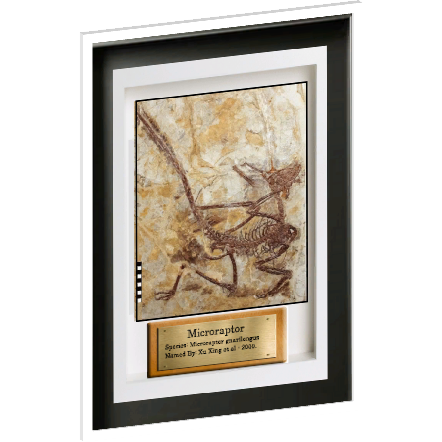 microraptor fossil