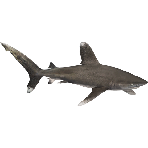 Image - Oceanic Whitetip Shark (Zerosvalmont).png | ZT2 Download ...