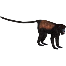 Mantled Howler (Tamara Henson)