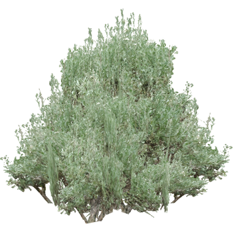 Mountain Sagebrush Aurora Designs Zt2 Download Library Wiki Fandom