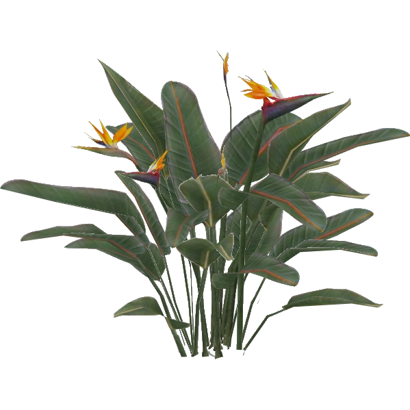 Bird of Paradise (Aurora Designs) | ZT2 Download Library Wiki | Fandom