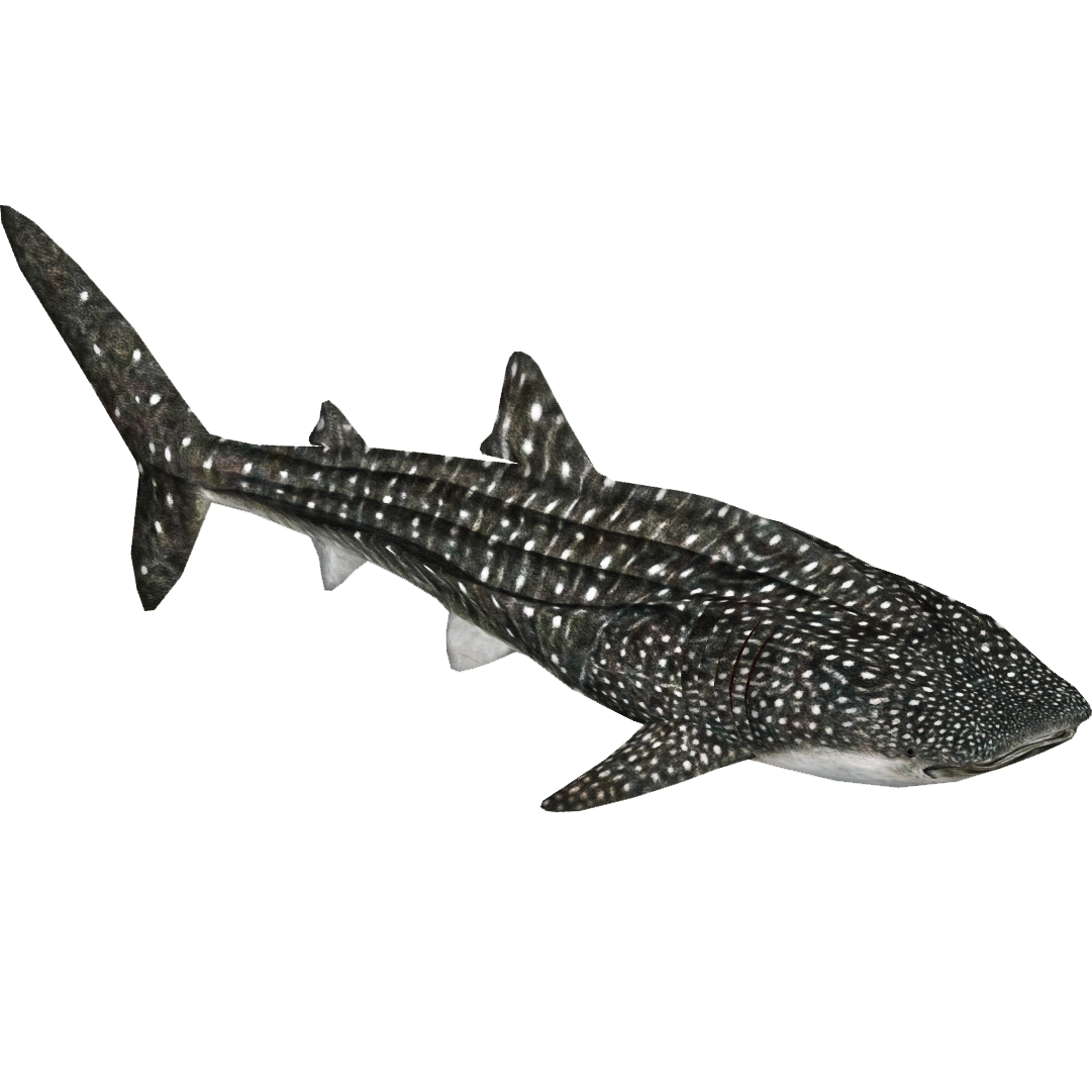 Whale Shark (Zerosvalmont) | ZT2 Download Library Wiki | FANDOM powered