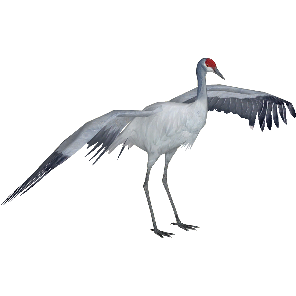 Sandhill Crane Wikipedia >> Sandhill Crane Andersxhd Zt2 Download Library Wiki Fandom Sandhill Crane Wikipedia >> Sandhill Crane Andersxhd Zt2 Download Library Wiki Fandom