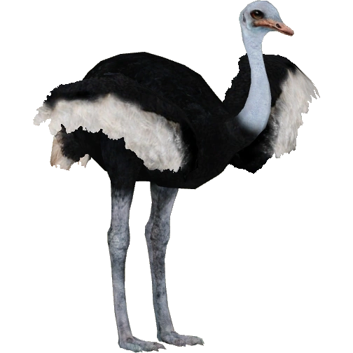 https://vignette.wikia.nocookie.net/zt2downloadlibrary/images/7/79/Somali_Ostrich_%28Tamara_Henson%29M.png/revision/latest?cb=20150823132101