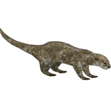 Marine Otter (Tamara Henson)