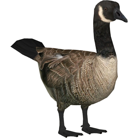 https://vignette.wikia.nocookie.net/zt2downloadlibrary/images/8/80/Canadian_Goose_%28Tamara_Henson%29.png/revision/latest?cb=20150123223227