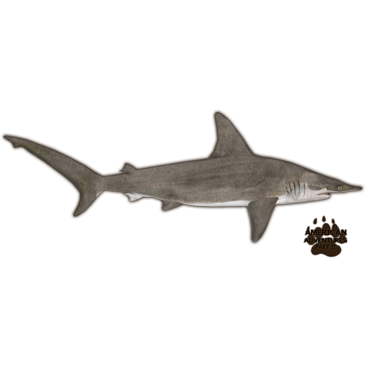https://vignette.wikia.nocookie.net/zt2downloadlibrary/images/8/80/SharkScallopedHammerhead_JimmyzHoopz.png/revision/latest?cb=20150318233813
