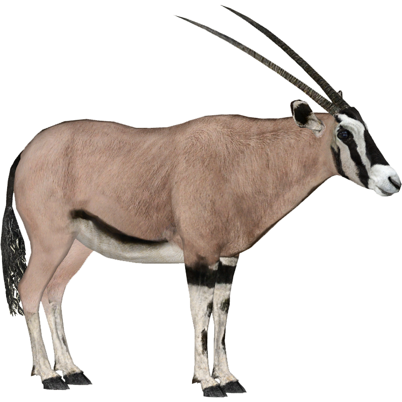 zoo tycoon 2 download has black graphics