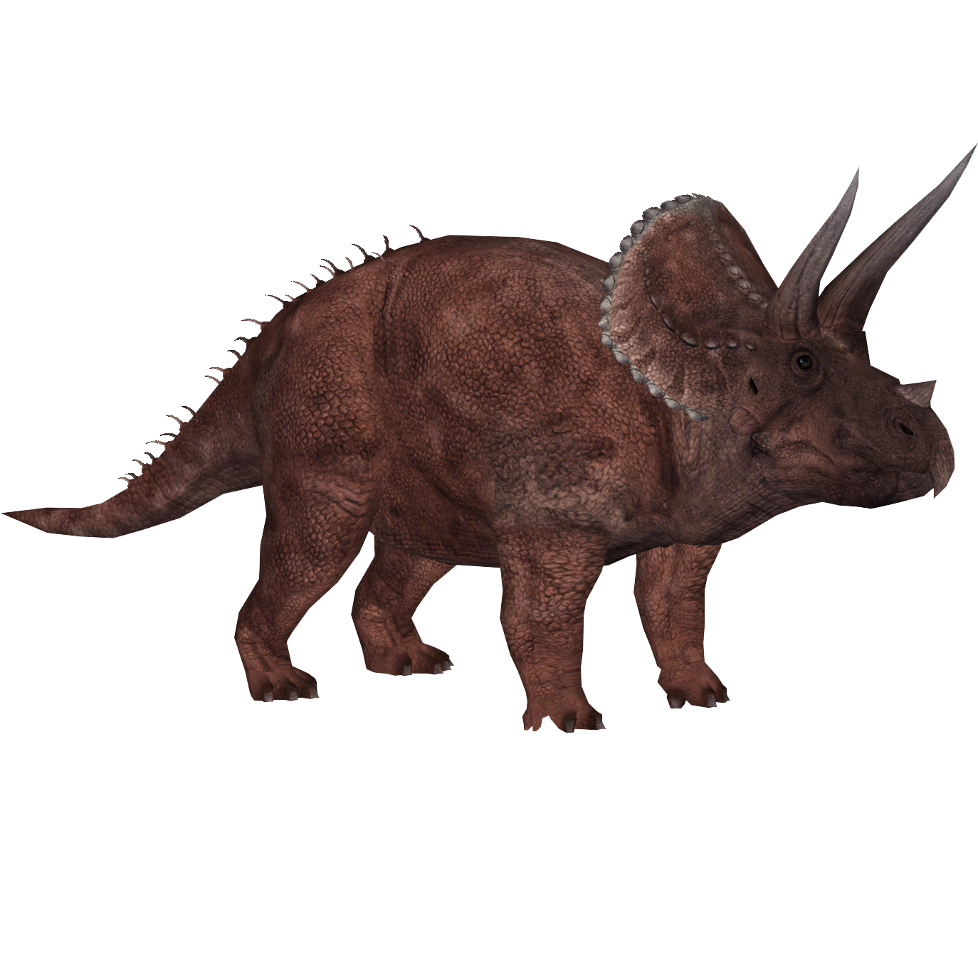 male triceratops