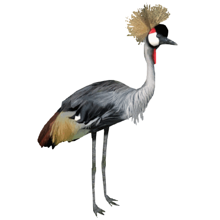 grey crowned crane dutchdesigns