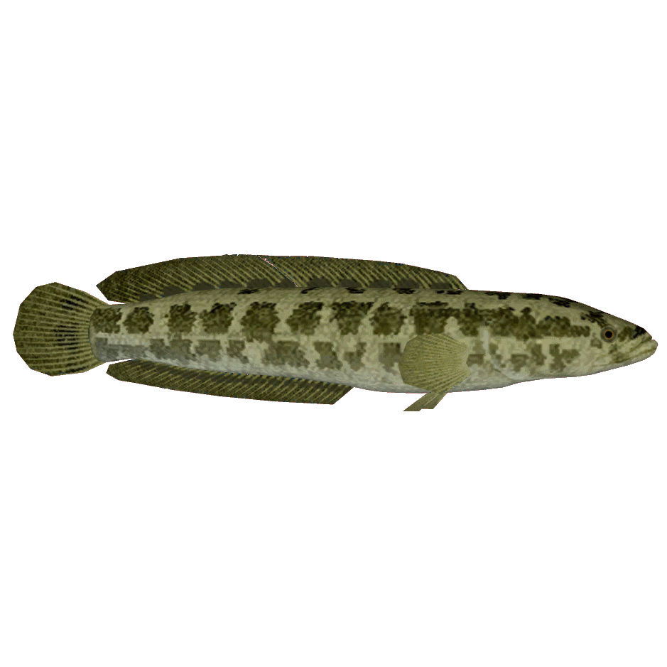 Northern Snakehead (Thom) | ZT2 Download Library Wiki | Fandom