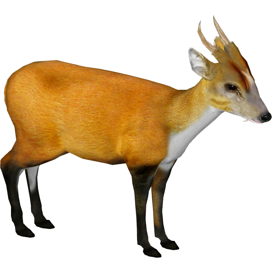 https://vignette.wikia.nocookie.net/zt2downloadlibrary/images/9/97/Bornean_Yellow_Muntjac_%28Tamara_Henson%29.png/revision/latest?cb=20191022184859