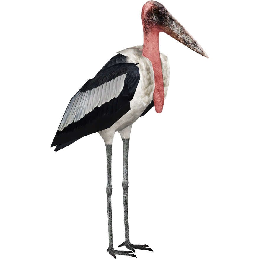 Marabou Stork (Zoo Tycooner FR) | ZT2 Download Library Wiki | FANDOM