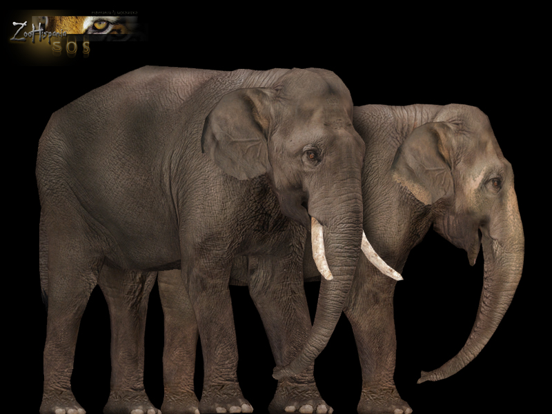 Sumatran Elephant (Eryel, Maximilian & Zerosvalmont) | ZT2 Download