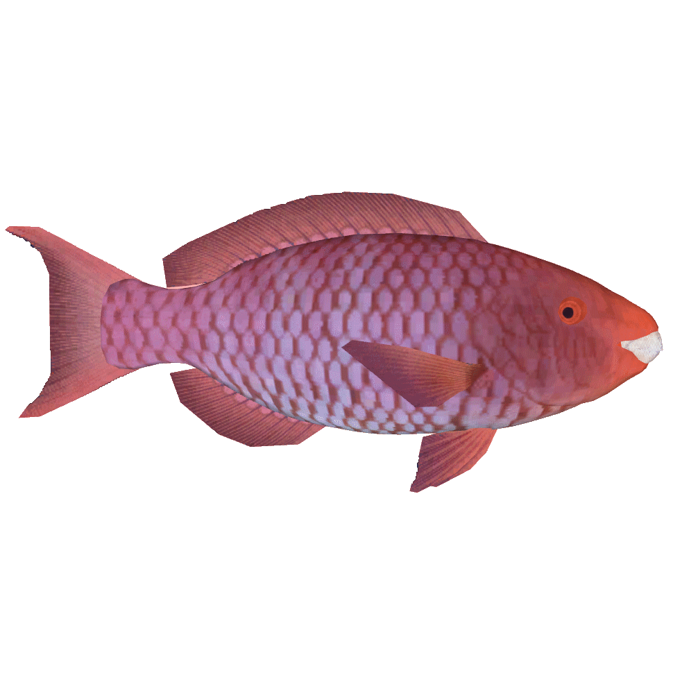 Red Parrotfish (Thom) | ZT2 Download Library Wiki | Fandom