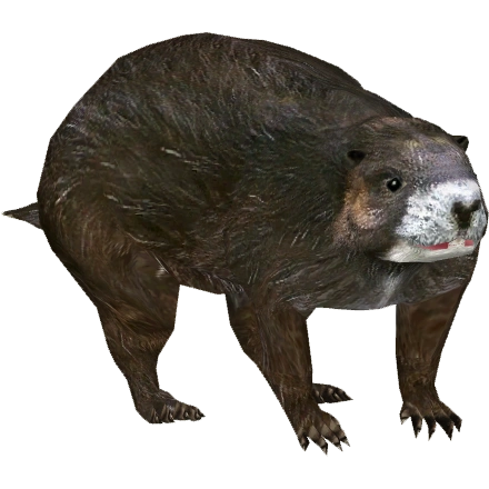 https://vignette.wikia.nocookie.net/zt2downloadlibrary/images/a/ab/Vancouver_Island_Marmot_%28Tamara_Heson%29.png/revision/latest?cb=20150124120513