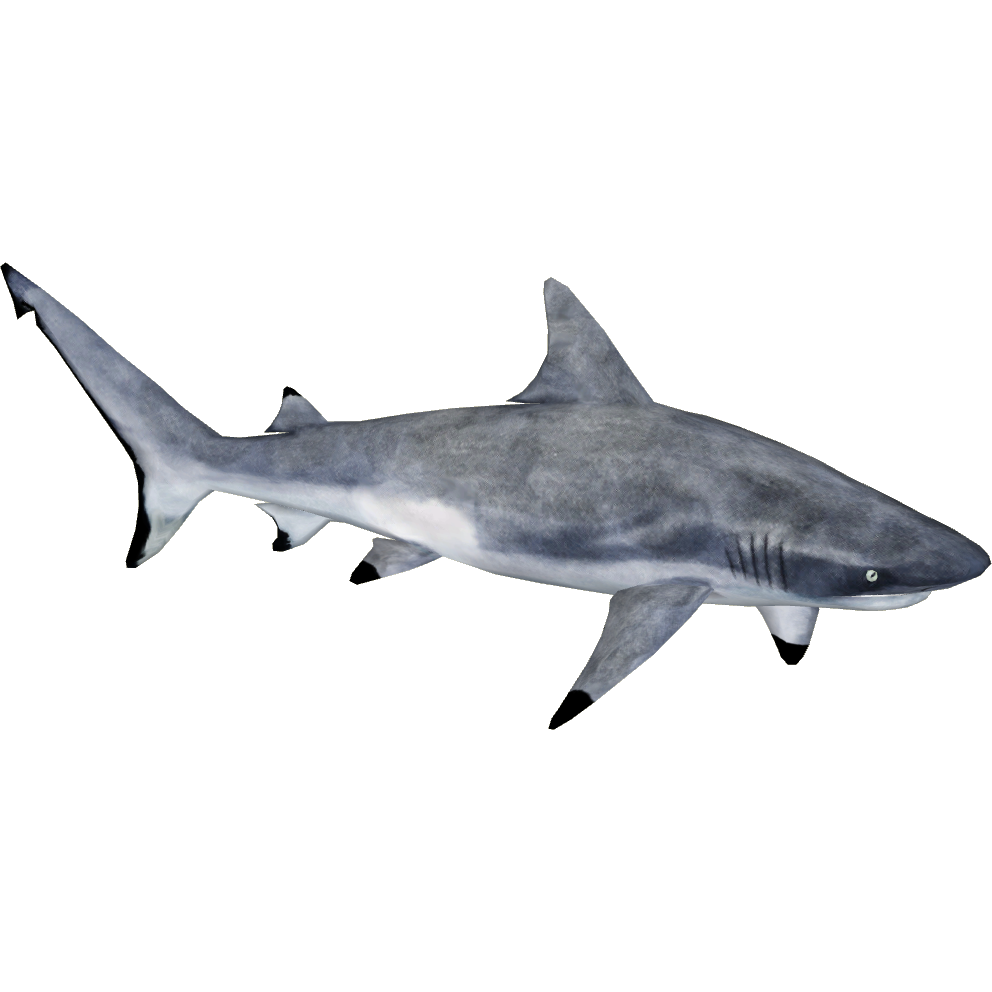 Image - Gray Reef Shark (MasterChief123).png | ZT2 ...