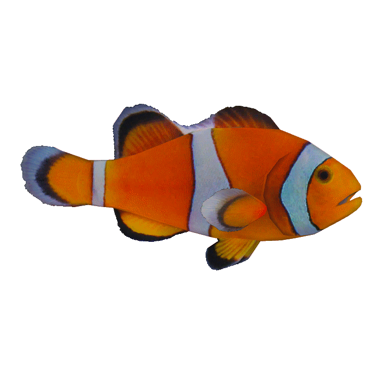 Ocellaris Clownfish (Thom) | ZT2 Download Library Wiki | FANDOM powered