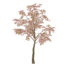 Saucer Magnolia Bohemian Rhapsody Zt2 Download Library Wiki