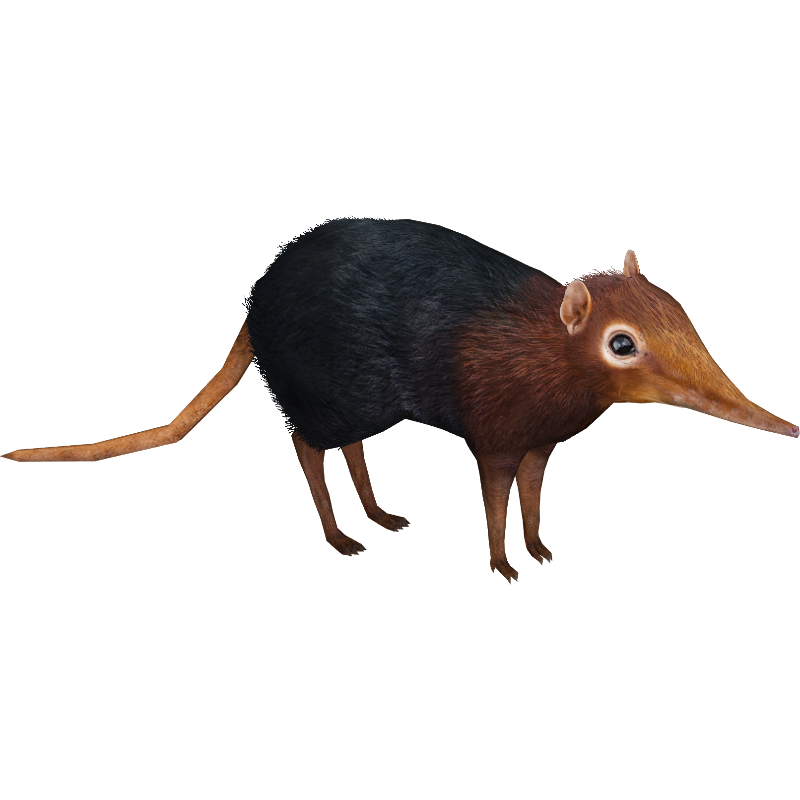 Black and Rufous Elephant Shrew (Lgcfm & Ulquiorra) | ZT2 Download