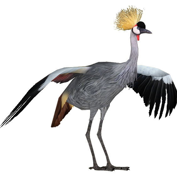 grey crowned crane dinosaure99