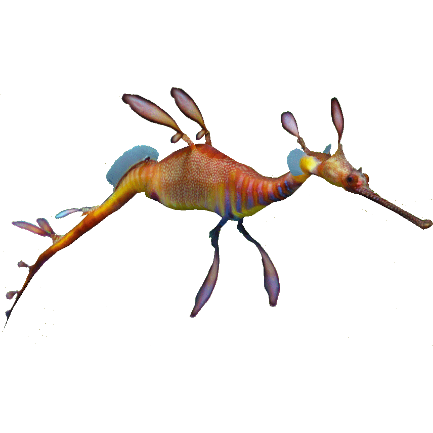 Weedy Seadragon Zerosvalmont Zt2 Download Library Wiki Fandom