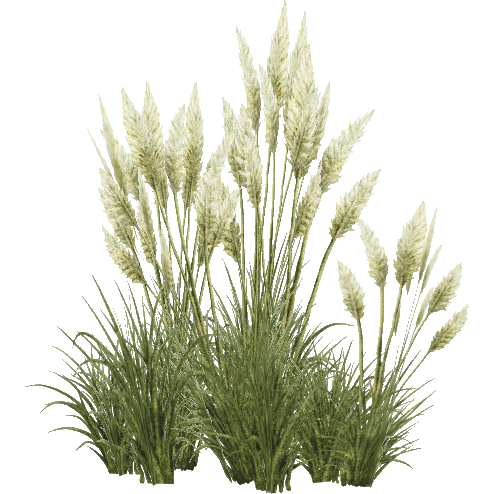 Pampas Grass (Aurora Designs) | ZT2 Download Library Wiki | Fandom