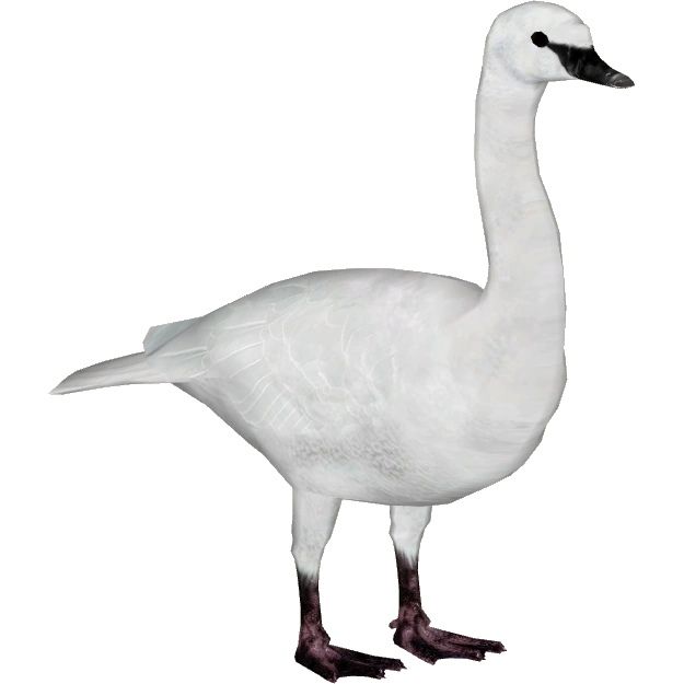 https://vignette.wikia.nocookie.net/zt2downloadlibrary/images/c/c6/Trumpeter_Swan_%28Tamara_Henson%29.png/revision/latest?cb=20150124115350
