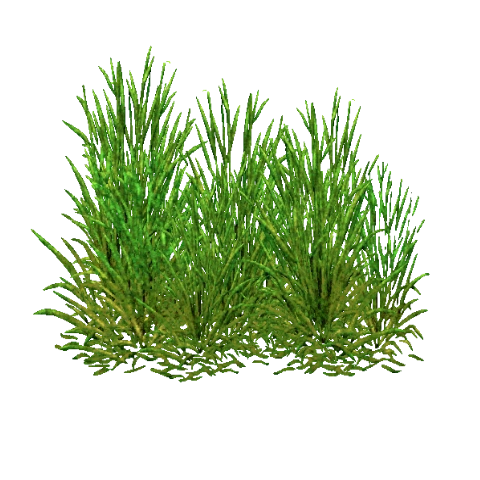 CategorySalt Marsh Foliage  ZT2 Download Library Wiki  FANDOM