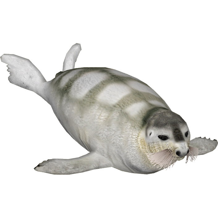 Image - Bearded Seal (Tamara Henson)6.png | ZT2 Download Library Wiki ...