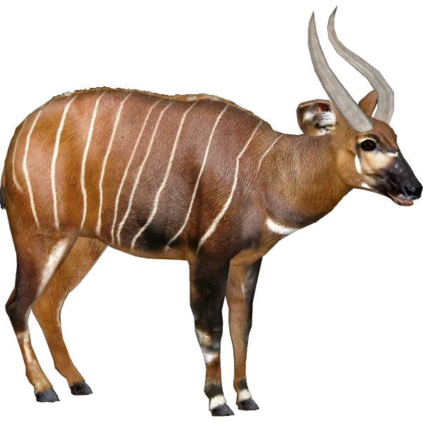 Image Eastern Bongo (MiBound)2.png ZT2 Download Library Wiki
