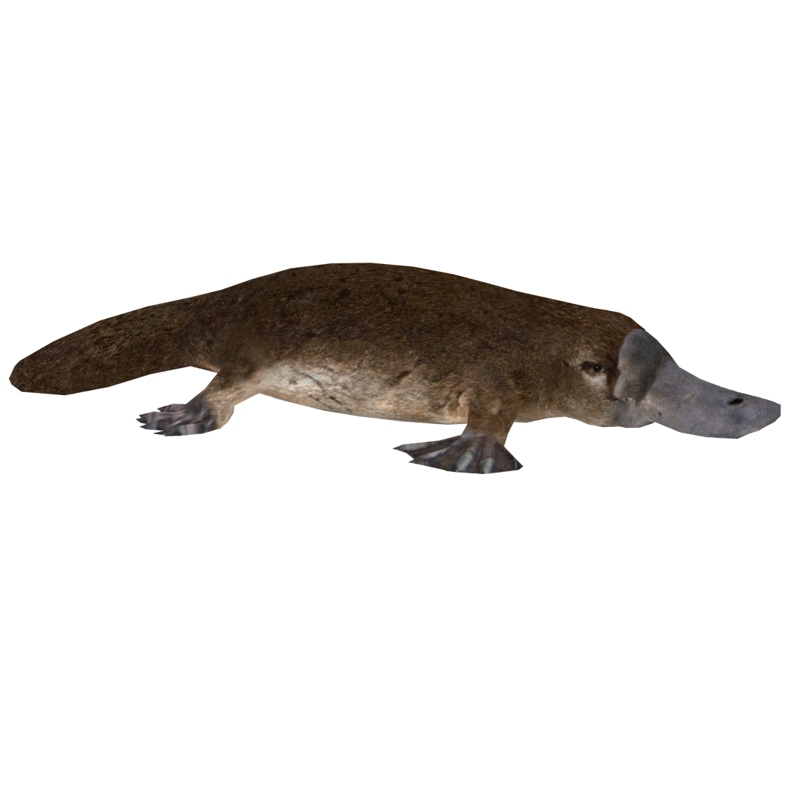 platypus evolution png