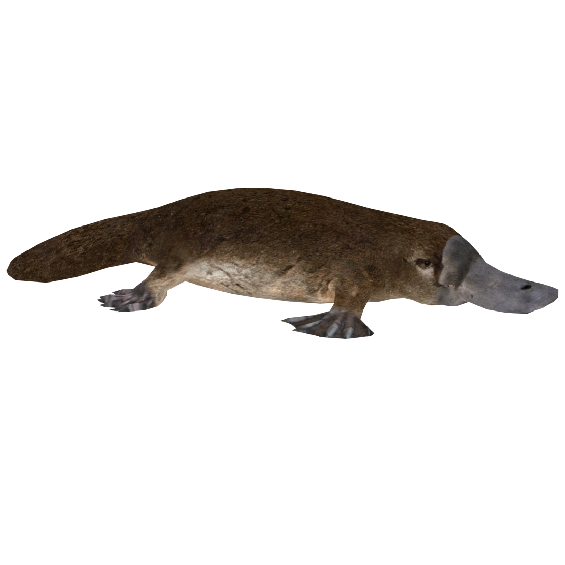 Image - Platypus (Aurora Designs).png | ZT2 Download Library Wiki