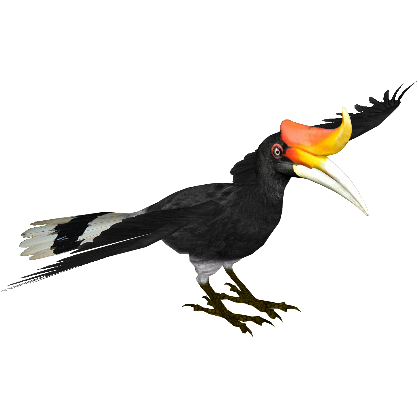 Image - Rhinoceros Hornbill (samuel).png | ZT2 Download Library Wiki