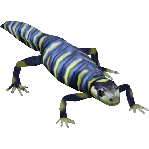 https://vignette.wikia.nocookie.net/zt2downloadlibrary/images/d/d1/Eastern_Tiger_Salamander_%28Tamara_Henson%29.png/revision/latest?cb=20150123223943