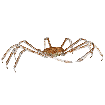 Japanese Spider Crab Hendrix Zt2 Download Library Wiki Fandom