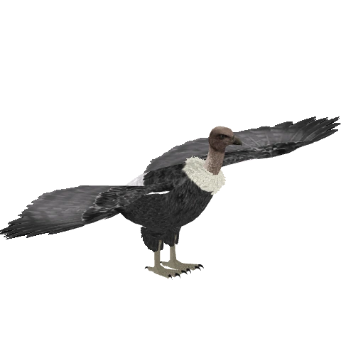 https://vignette.wikia.nocookie.net/zt2downloadlibrary/images/d/d8/White-Rumped_Vulture_1_%28Ulquiorra%29.png/revision/latest?cb=20160507171909