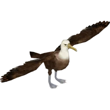 Waved Albatross (Tamara Henson)