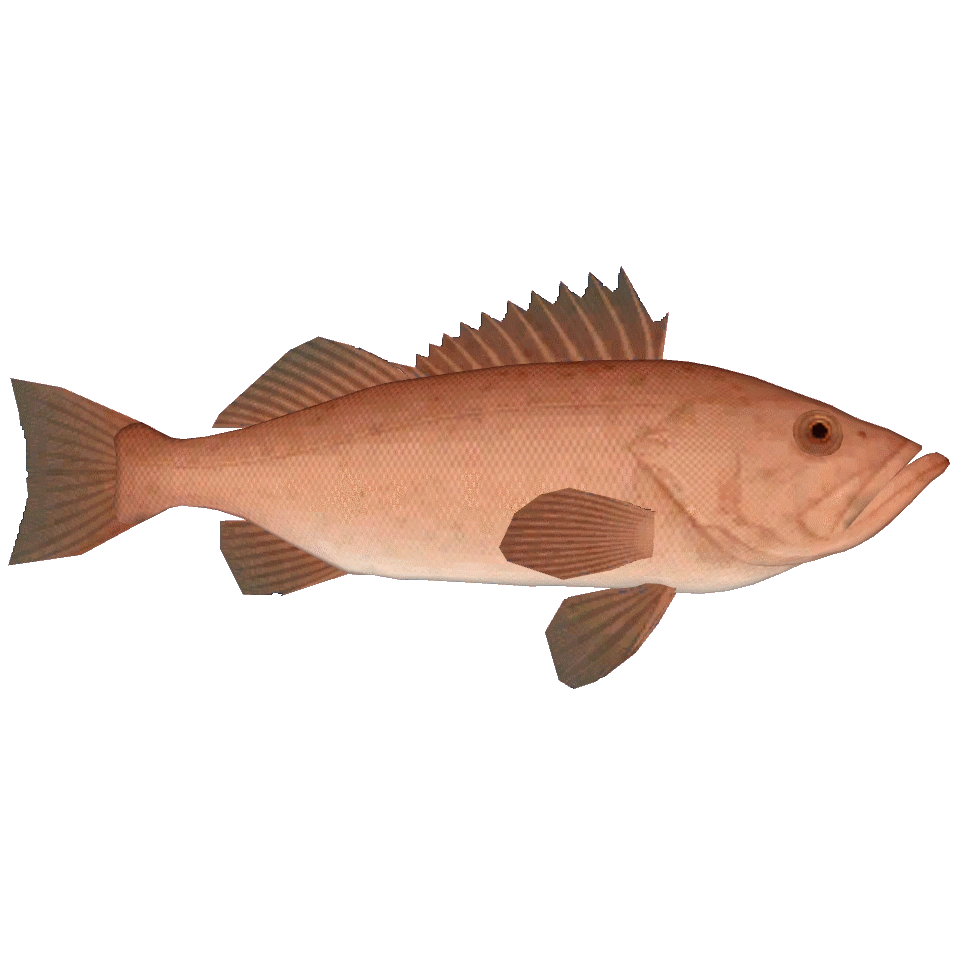 Bocaccio Rockfish (Thom) ZT2 Download Library Wiki Fandom