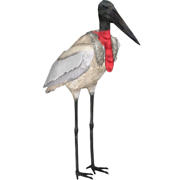 American Jabiru Stork (Tamara Henson) | ZT2 Download Library Wiki