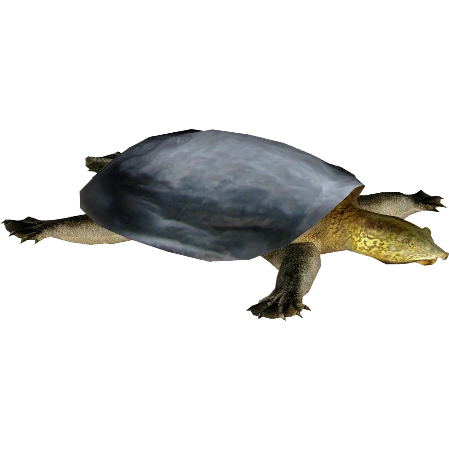 https://vignette.wikia.nocookie.net/zt2downloadlibrary/images/e/e5/Giant_Yangtze_Softshell_Turtle_%28Whalebite%29.png/revision/latest?cb=20160510204943