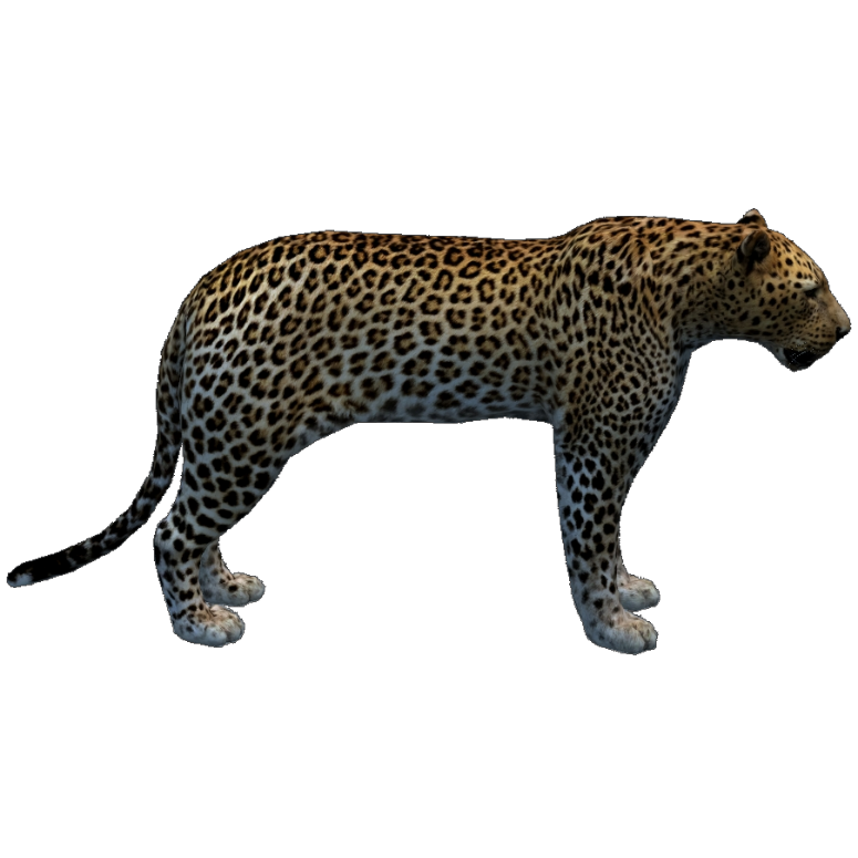 Barbary Leopard (Havok1199) | ZT2 Download Library Wiki ...