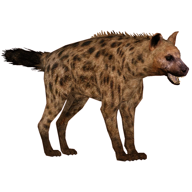 Spotted Hyena (Tyranachu) | ZT2 Download Library Wiki | Fandom