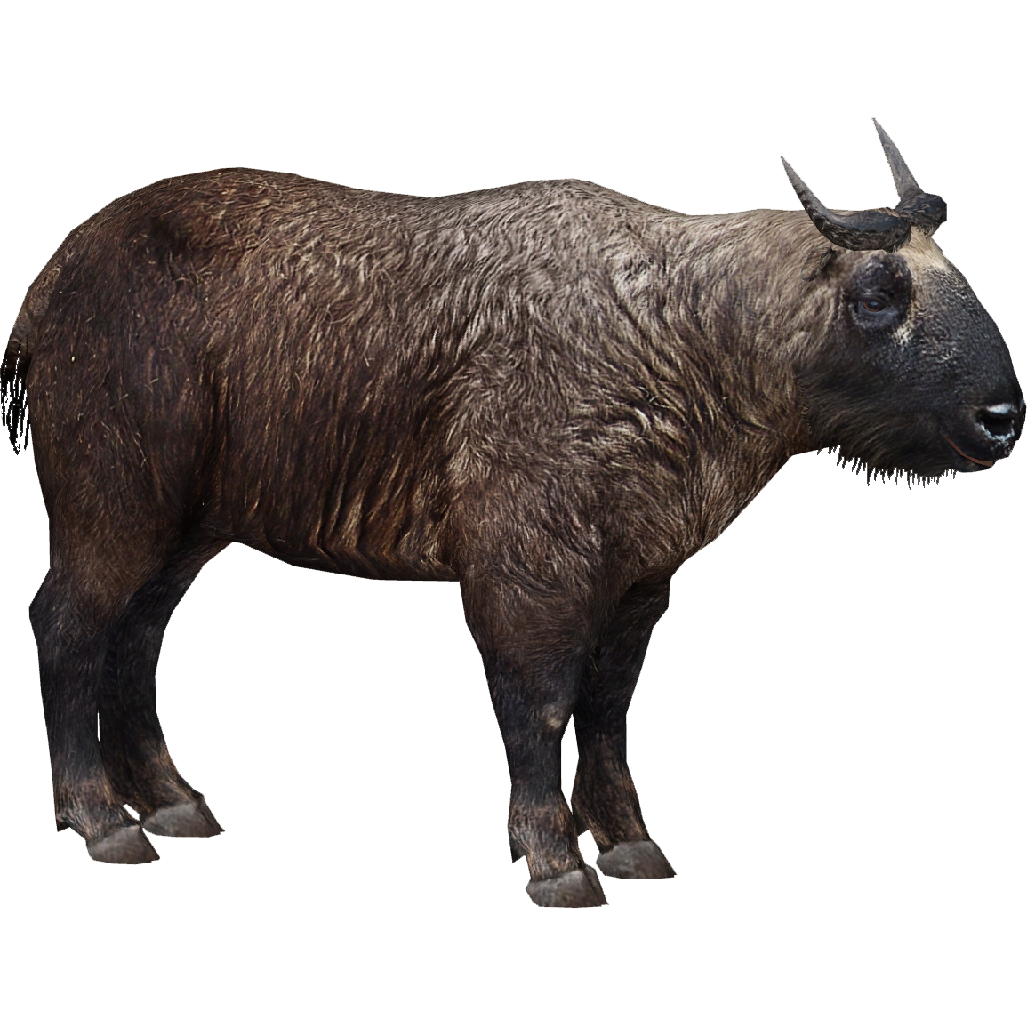 mishmi takin kameng