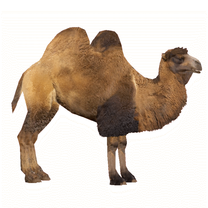 Bactrian Camel (Ludozoo) | ZT2 Download Library Wiki | Fandom