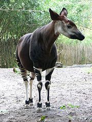 180px-Okapia johnstoni4