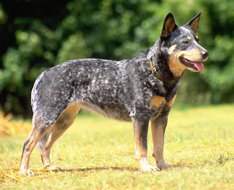Australian Cattle Dog ZwierzakiSłodziaki Wiki FANDOM powered by Wikia